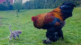 Giant Rooster and Cat - Brahma Chicken - Video 4K