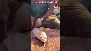 KASIMEDU SELVAM FISH CUTTING VIDEO | #kasimedu | #Shorts | UK SONS MARINE