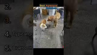 Best Aggressive Dog Moments (TRY NOT TO LAUGH)