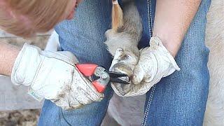 How to Trim Overgrown Goat Hooves