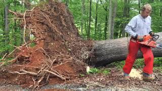 How a fallen tree can kill you!  Watch and Learn. #treefelling #chainsawman