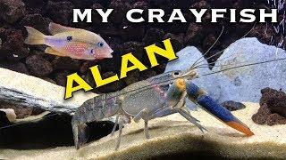 Australian Red Clawed Crayfish - Alan