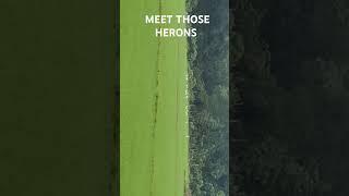 MEET OUR HERONS! #animals #herons