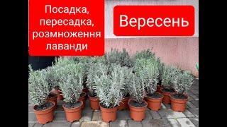 Коли посадити, пересадити та розмножити лаванду. When to plant, transplant and propagate lavender.