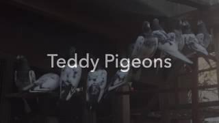 Teddy pigeons in Birmingham