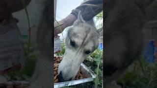 Голодная собака волчонок  #собака