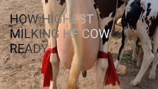 how to ready best quality hf cow #Short