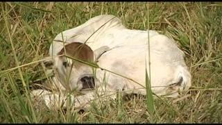 BRAHMAN OXOX