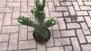 Pinus nigra Select