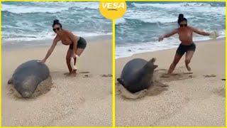 Women touching an endangered monk seal on a Hawaiian beach sparks fury