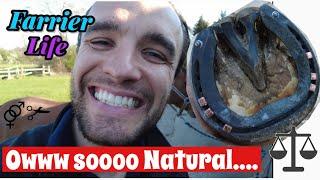 Farrier life - Fitting Natural Balance Shoes. Special Arab - mare / gelding !