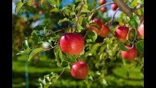 Aomori apple　～We will deliver delicious apples carefully raised throughout the year～