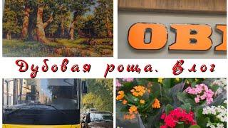 278 #Три дня с вышивкой/Дубовая роща/Лука-С/Влог/Попала в аварию/OBI/Горшки для орхидей