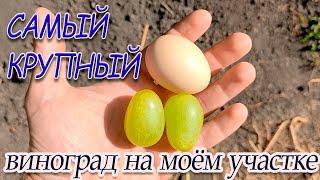Самый КРУПНЫЙ ВИНОГРАД на моём участке.