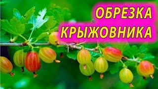 Обрезайте так КРЫЖОВНИК и будет много крупной ягоды! Как обрезать крыжовник и советы по выращиванию.