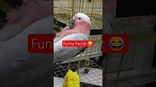 #parrot #pets
