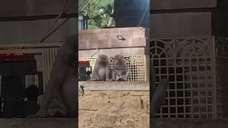 Monkey #funnymoments #funnyshorts #funnyvlogs #monkeyfun #funnymonkeys #momentscaptured