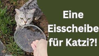 Ich dachte diese Katzen sind freundlich zu einander!!