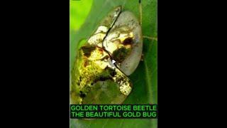 GoldenTortoise Beetle | The Beautiful Gold Bug