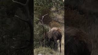 Super Slo-Mo Big Bull Raking Footage #elkhunting #elk #destinationelk