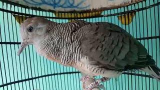 PERKUTUT BANGKOK SUARA SENGGANG USIA 3 BULAN PRODUK SILWAK BIRD FARM