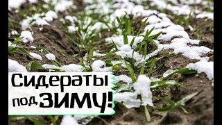 Лучшие озимые сидераты для плодородия земли! Какие сидераты сеять под зиму?