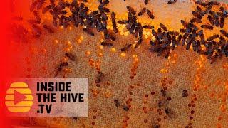 Helping HONEY BEES - Varroa mites are not the only problem from inside the hive.