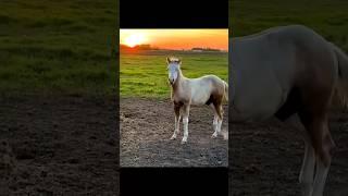 the most amazing , #cowboy , #horse, #horseboy