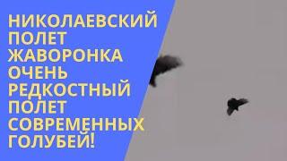 Николаевский полет жаворонка очень редкостный полет современных голубей!