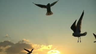 Burung camar terbang di atas langit saat matahari terbenam | 3 Minute