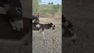 Donkeys mating   #donkey