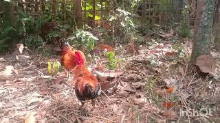 Two cock fight..#red cock..frm my village...