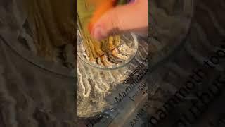 Can a Mammoth Tooth Scratch Gold? #traxnyc #gold #shorts