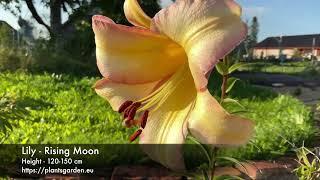 Lily - Rising Moon 4k