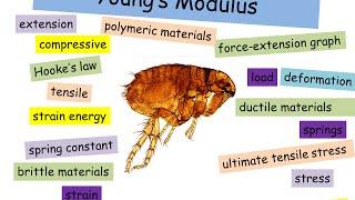 Youngs modulus - A level Physics