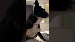 why is she so fast  #shorts #dog #funny #cute #comedy #viral #short #shortvideo #like #subscribe