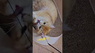 깔끔큘취침전~#cat #cute #고양이 #반려묘 #브리티쉬숏헤어 #깔끔냥 #shorts