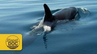 Ocean Predators | Planet Doc Express Documentaries