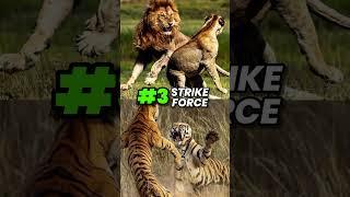 Lion VS Tiger, who's really stronger?