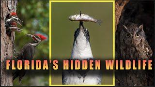 National Geographic Style Documentary of Florida's Wildlife - The Secret Lives of Animals