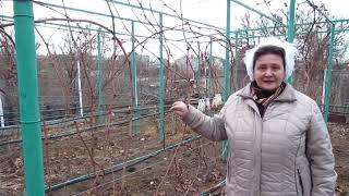 Осенняя обрезка винограда- сложно ли? Формировка для севера  https://rutube.ru/channel/24306856