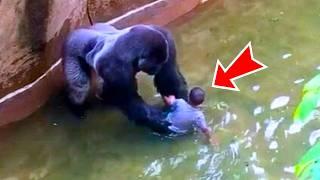 A Child Fell Into The Gorilla Enclosure, Then The Gorillas Did Something Incredible