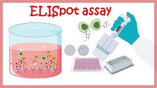 Elispot assay ( assay to determine cytokine producing cells)