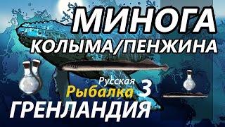 Тихоокеанская Минога Колыма-Пенжина / РР3 [ Русская рыбалка 3.9 Гренландия]