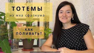 Тотемы из мха сфагнума для ароидных. Как поливать