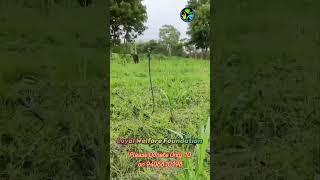600+ Plants Planted by Loyal Welfare Foundation #EnvironmentalConservation#CommunityGreen#plants