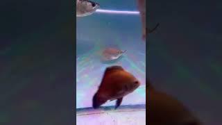 Giant Gourami-  First Super Worm