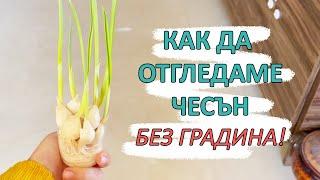 ОТГЛЕЖДАНЕ НА ЧЕСЪН В САКСИЯ | Засаждане на чесън