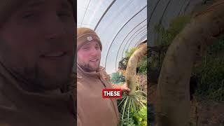 One of the largest radish varieties on earth: the Daikon #radish #radishes #garden