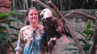 UP! A Great Bird Adventure FULL SHOW at Disney's Animal Kingdom theme park